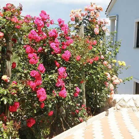 Apartment Roze