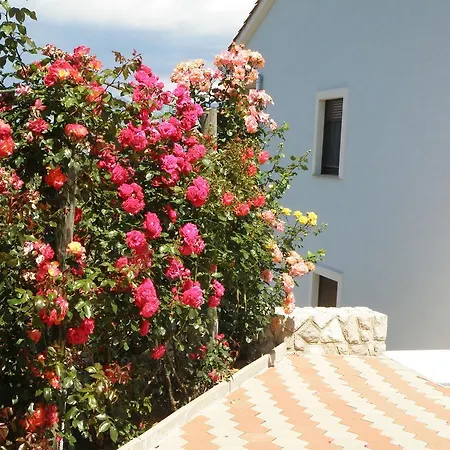 Roze Cizici